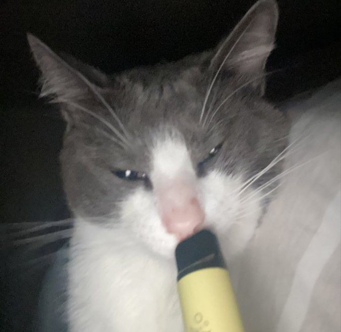 High Quality cat with vape Blank Meme Template