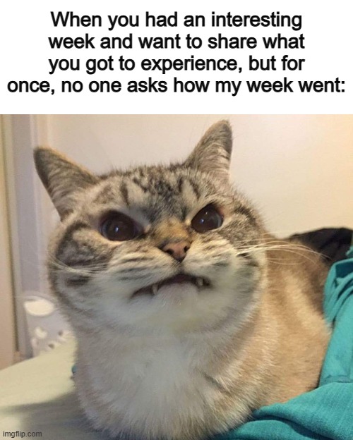 A good chance for a conversation... gone :( | When you had an interesting week and want to share what you got to experience, but for once, no one asks how my week went: | image tagged in mad cat | made w/ Imgflip meme maker