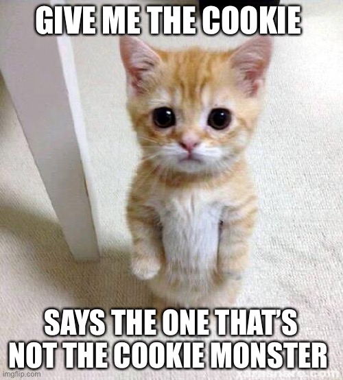 Cute Cat Meme | GIVE ME THE COOKIE; SAYS THE ONE THAT’S NOT THE COOKIE MONSTER | image tagged in memes,cute cat | made w/ Imgflip meme maker