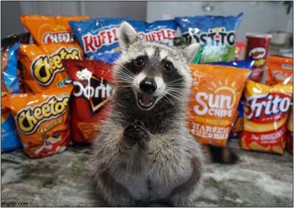 All For Me ? | image tagged in raccoon,food,all for me | made w/ Imgflip meme maker