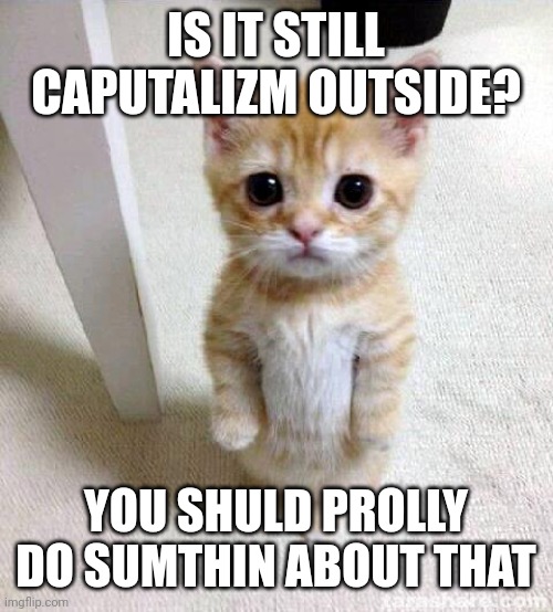 Awww... | IS IT STILL CAPUTALIZM OUTSIDE? YOU SHULD PROLLY DO SUMTHIN ABOUT THAT | image tagged in memes,cute cat | made w/ Imgflip meme maker