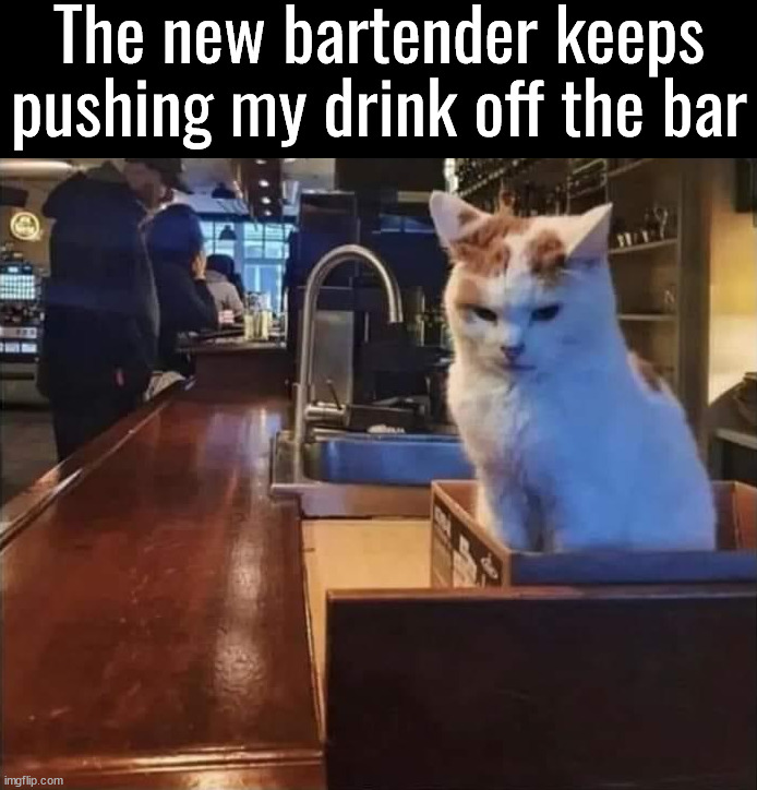 The new bartender keeps pushing my drink off the bar | image tagged in cats | made w/ Imgflip meme maker