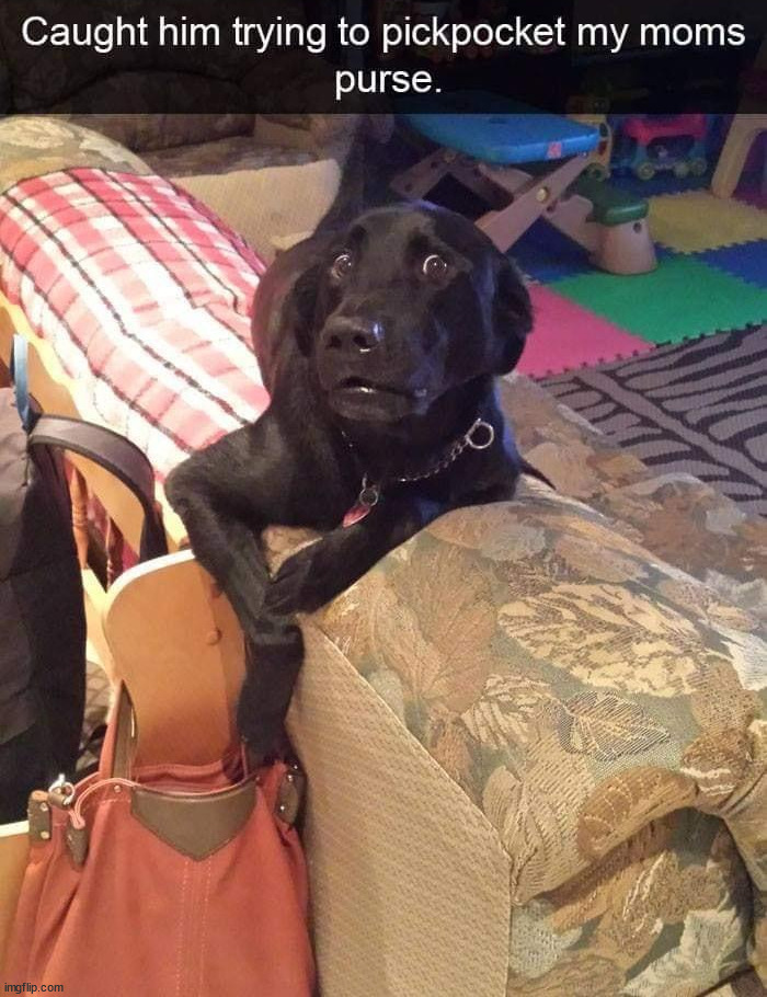 image tagged in dogs | made w/ Imgflip meme maker