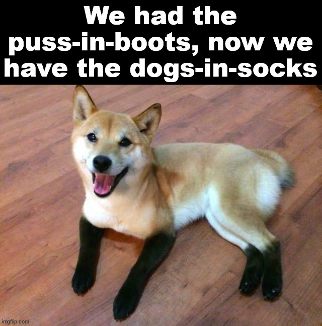 We had the puss-in-boots, now we have the dogs-in-socks | image tagged in dogs | made w/ Imgflip meme maker