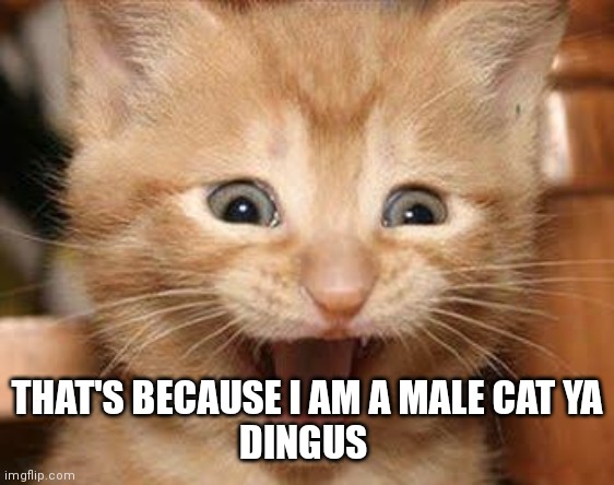 Excited Cat Meme | THAT'S BECAUSE I AM A MALE CAT YA
DINGUS | image tagged in memes,excited cat | made w/ Imgflip meme maker