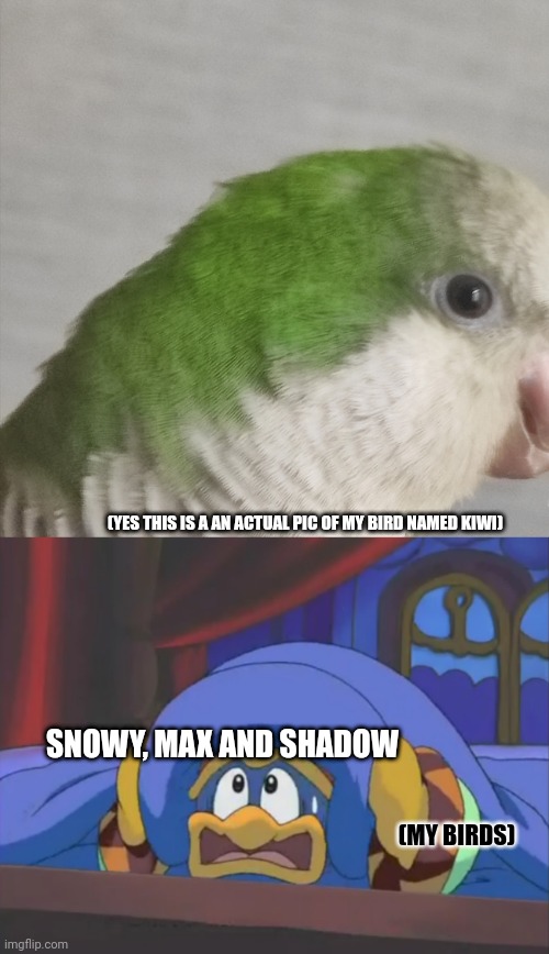 (YES THIS IS A AN ACTUAL PIC OF MY BIRD NAMED KIWI); SNOWY, MAX AND SHADOW; (MY BIRDS) | image tagged in scared dedede | made w/ Imgflip meme maker