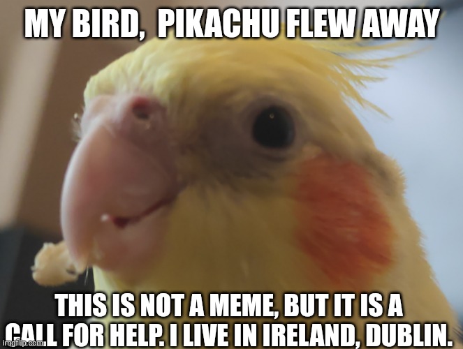 Help please ? | MY BIRD,  PIKACHU FLEW AWAY; THIS IS NOT A MEME, BUT IT IS A CALL FOR HELP. I LIVE IN IRELAND, DUBLIN. | image tagged in sad | made w/ Imgflip meme maker