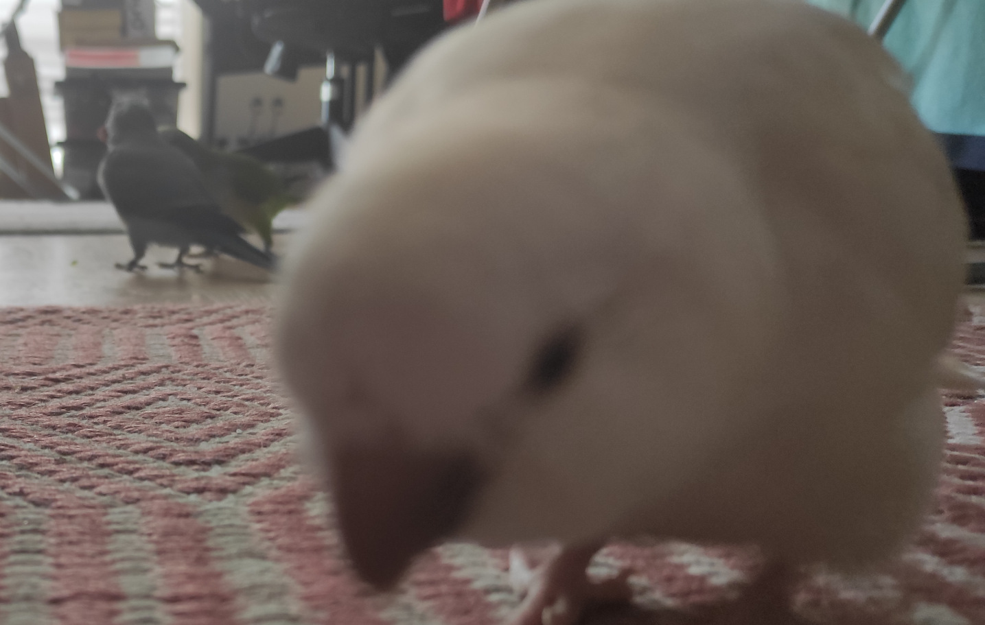 High Quality Birb with background birbs Blank Meme Template