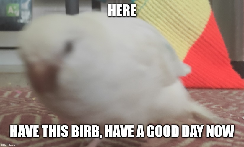 HERE; HAVE THIS BIRB, HAVE A GOOD DAY NOW | image tagged in cute | made w/ Imgflip meme maker