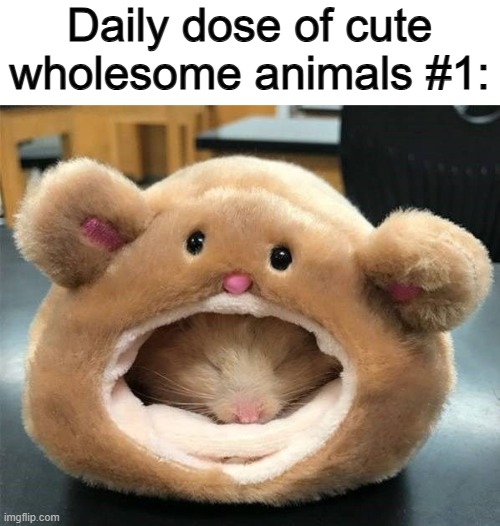 I think the hamster likes its new bed ^-^ | Daily dose of cute wholesome animals #1: | made w/ Imgflip meme maker