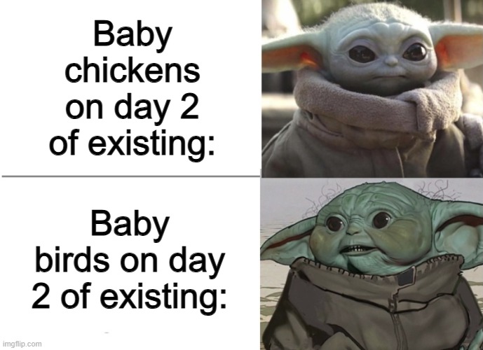 So true, chickens look adorable only a few hours after hatching :D | Baby chickens on day 2 of existing:; Baby birds on day 2 of existing: | image tagged in baby yoda cute/ugly | made w/ Imgflip meme maker