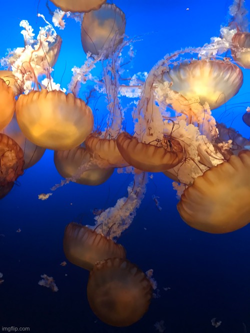 Just some jellies I saw at the zoo | image tagged in jellyfish,zoo | made w/ Imgflip meme maker