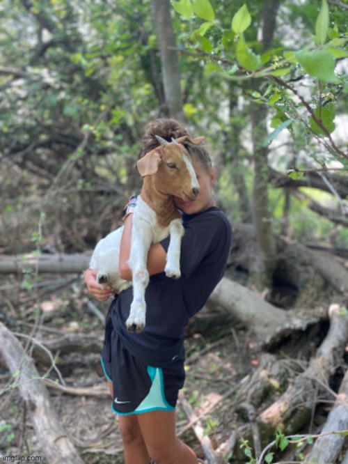 My friend and one of my neighbor’s goats | image tagged in goat | made w/ Imgflip meme maker