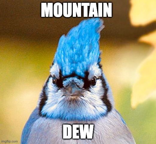 Mountain Dew | MOUNTAIN; DEW | image tagged in blue jay | made w/ Imgflip meme maker