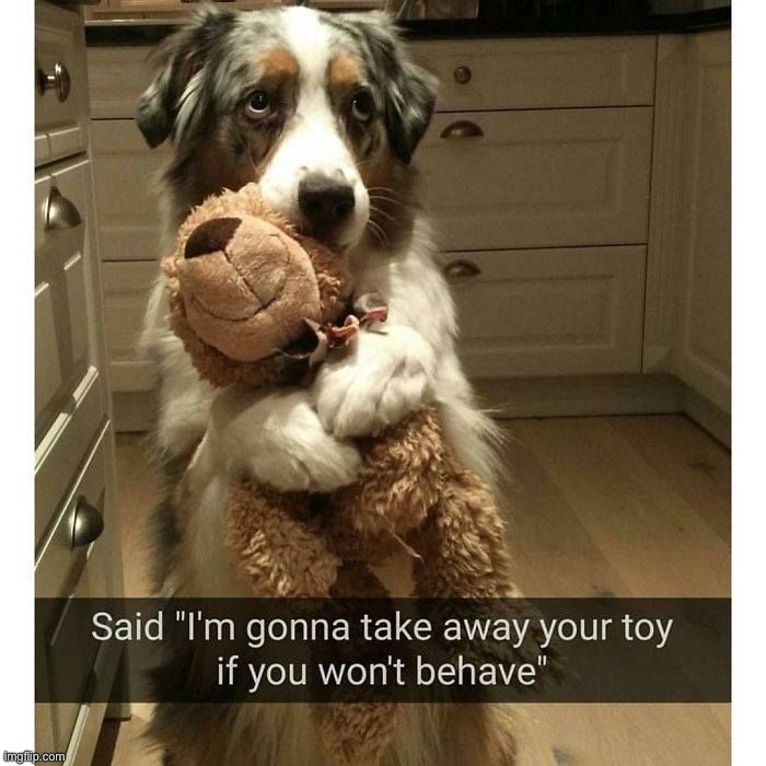 image tagged in memes,funny,dogs | made w/ Imgflip meme maker