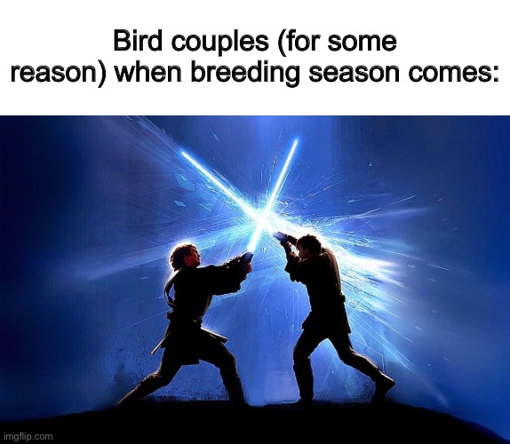 If you have love birds, you know what I mean… it’s worrisome DX | Bird couples (for some reason) when breeding season comes: | image tagged in lightsaber battle | made w/ Imgflip meme maker