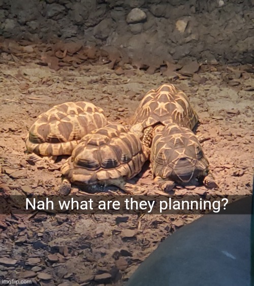 They cooking something | Nah what are they planning? | image tagged in turtle cult,turtle | made w/ Imgflip meme maker