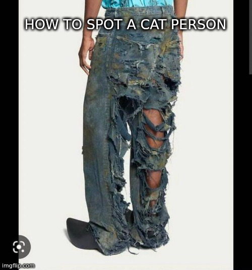 cat owner | HOW TO SPOT A CAT PERSON | image tagged in cats | made w/ Imgflip meme maker