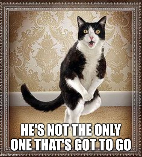 cat pee pee dance | HE'S NOT THE ONLY ONE THAT'S GOT TO GO | image tagged in cat pee pee dance | made w/ Imgflip meme maker