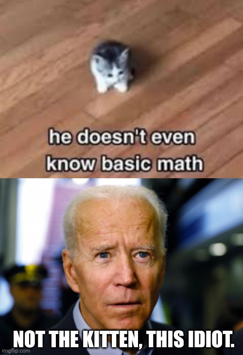 NOT THE KITTEN, THIS IDIOT. | image tagged in joe biden confused,kitten,math in a nutshell | made w/ Imgflip meme maker