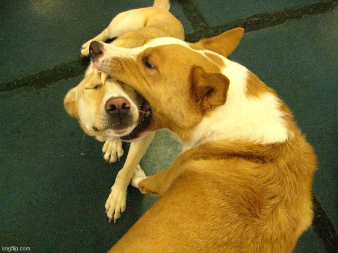 dog bites other dog | image tagged in dog bites other dog,idk,dog | made w/ Imgflip meme maker