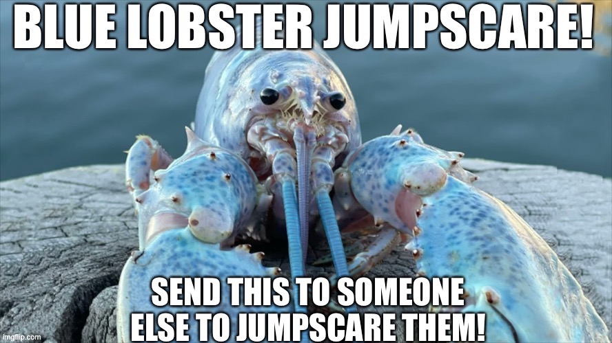 Blue Lobster Jumpscare | image tagged in blue lobster jumpscare | made w/ Imgflip meme maker