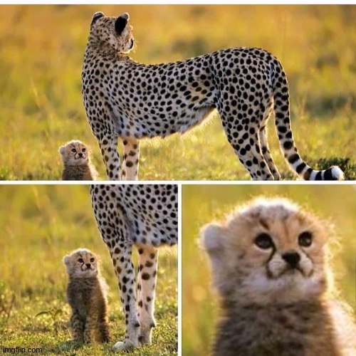Smol cheetah | image tagged in smol cheetah | made w/ Imgflip meme maker