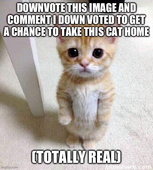 I’m downvote begging | DOWNVOTE THIS IMAGE AND COMMENT I DOWN VOTED TO GET A CHANCE TO TAKE THIS CAT HOME; (TOTALLY REAL) | image tagged in memes,cute cat,begging,downvote | made w/ Imgflip meme maker