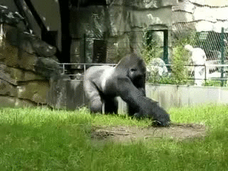 Gorilla throws poop! | image tagged in gifs,animals,funny | made w/ Imgflip video-to-gif maker