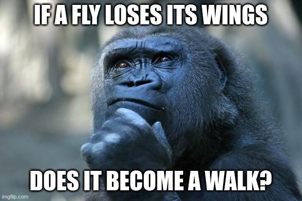 deep thought | IF A FLY LOSES ITS WINGS; DOES IT BECOME A WALK? | image tagged in deep thoughts,gorilla,hmmm,thinking,memes | made w/ Imgflip meme maker