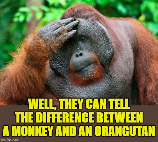 Facepalm Orangutan | WELL, THEY CAN TELL THE DIFFERENCE BETWEEN A MONKEY AND AN ORANGUTAN | image tagged in facepalm orangutan | made w/ Imgflip meme maker