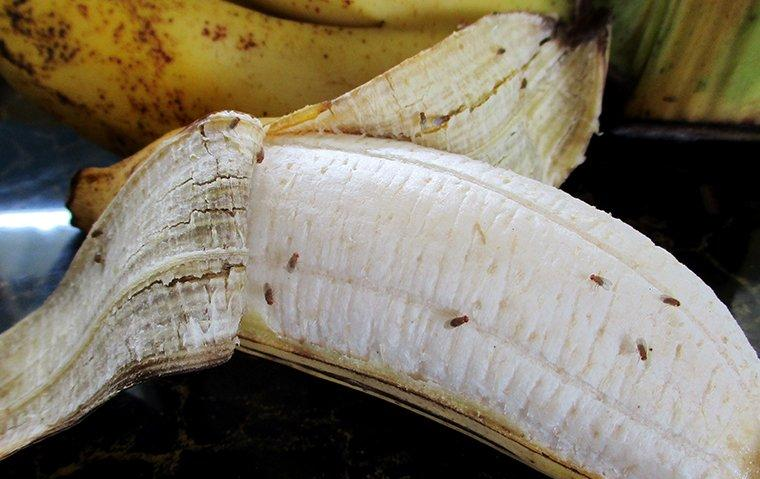 Fruit flies on banana Blank Meme Template