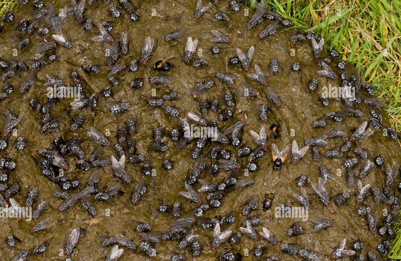 High Quality Flies on dung Blank Meme Template