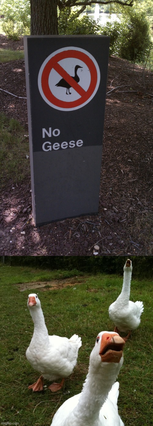 *brings the geese* | image tagged in gang of geese,geese,memes,meme,sign,signs | made w/ Imgflip meme maker