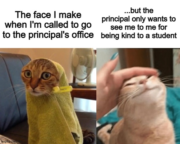 true story :] | ...but the principal only wants to see me to me for being kind to a student; The face I make when I'm called to go to the principal's office | image tagged in pet the cat | made w/ Imgflip meme maker