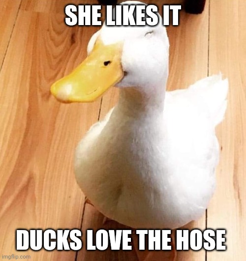 SMILE DUCK | SHE LIKES IT DUCKS LOVE THE HOSE | image tagged in smile duck | made w/ Imgflip meme maker