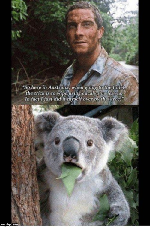 poor koala lol | image tagged in bear grylls | made w/ Imgflip meme maker