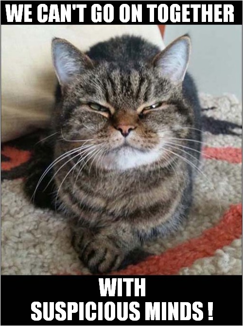 That Look Says It All ! | WE CAN'T GO ON TOGETHER; WITH SUSPICIOUS MINDS ! | image tagged in cats,suspicious cat,song lyrics | made w/ Imgflip meme maker