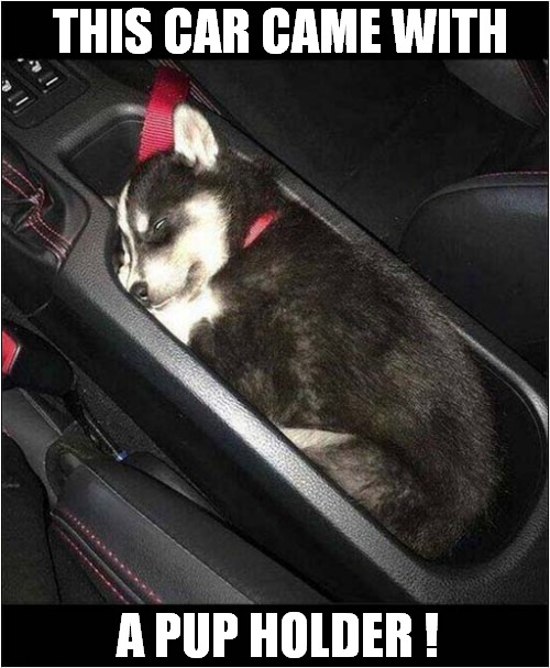 Must Have Optional Extra ! | THIS CAR CAME WITH; A PUP HOLDER ! | image tagged in dogs,puppy,cars,optional extra | made w/ Imgflip meme maker
