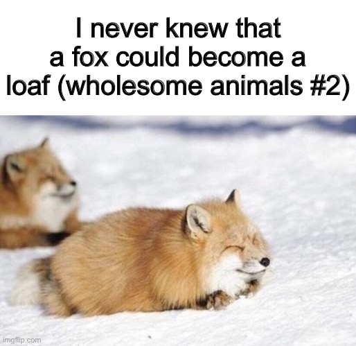 I’ve never seen anything more adorable in my life ;-; | I never knew that a fox could become a loaf (wholesome animals #2) | made w/ Imgflip meme maker