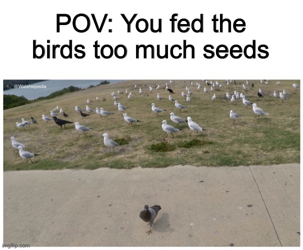 They’re ready to take the food by force… | POV: You fed the birds too much seeds | image tagged in the birds | made w/ Imgflip meme maker