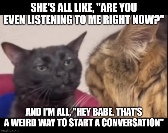 Black cat zoning out | SHE'S ALL LIKE, "ARE YOU EVEN LISTENING TO ME RIGHT NOW?"; AND I'M ALL, "HEY BABE. THAT'S A WEIRD WAY TO START A CONVERSATION" | image tagged in black cat zoning out | made w/ Imgflip meme maker