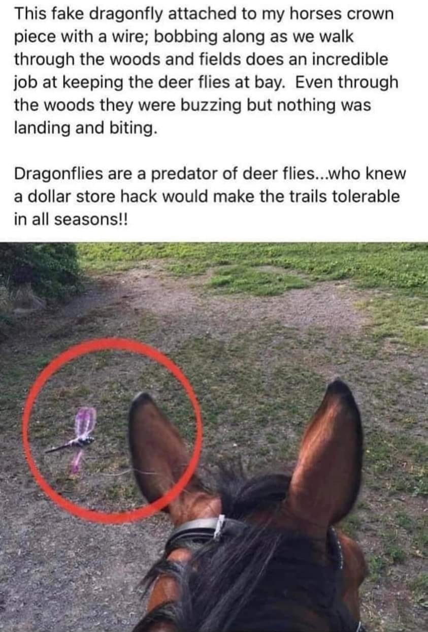 Dollar Store Fake Dragonfly fly repellent hack | image tagged in dollar store,dollar general,fly repellent,bug spray,non toxic,dragonfly | made w/ Imgflip meme maker