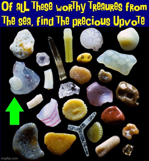 In the Imgflip Sea the rarest Treasure is the Exotic Upvote | image tagged in vince vance,sea shells,treasures,upvotes,memes,meanwhile on imgflip | made w/ Imgflip meme maker