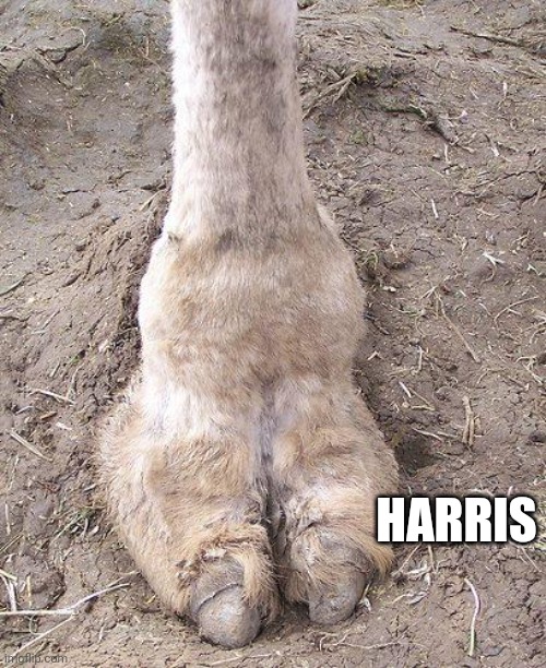 camel toe | HARRIS | image tagged in camel toe | made w/ Imgflip meme maker