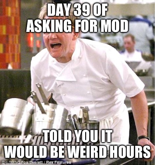 Chef Gordon Ramsay Meme | DAY 39 OF ASKING FOR MOD; TOLD YOU IT WOULD BE WEIRD HOURS | image tagged in memes,chef gordon ramsay | made w/ Imgflip meme maker