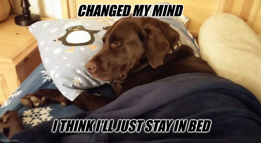 I'll just stay in bed... | CHANGED MY MIND; I THINK I'LL JUST STAY IN BED | image tagged in chuckie the chocolate lab | made w/ Imgflip meme maker