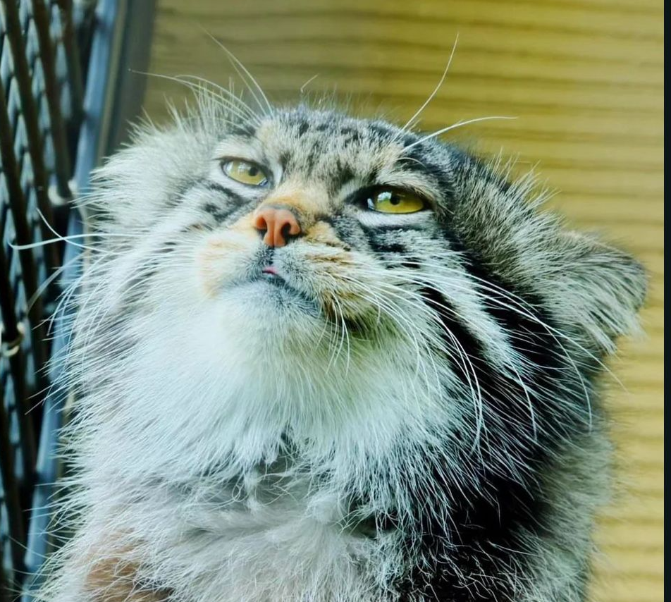 High Quality Smug Pallas Cat Blank Meme Template