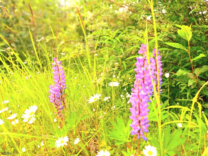 Some flowers in alaska | made w/ Imgflip meme maker