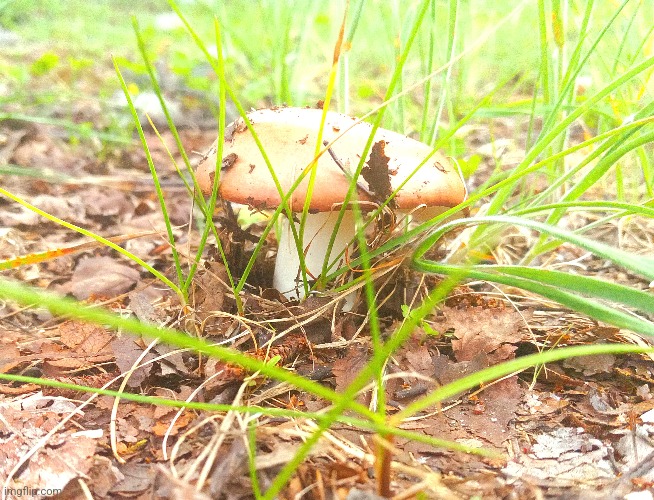 A mushroom with shrubbery around it | made w/ Imgflip meme maker